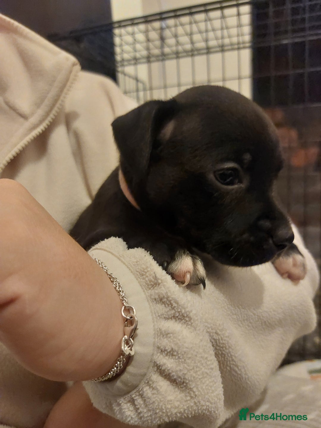 Staffordshire Bull Terrier dogs for sale: *2 left* Stunning Chunky KC Staffy Pups - Image 15