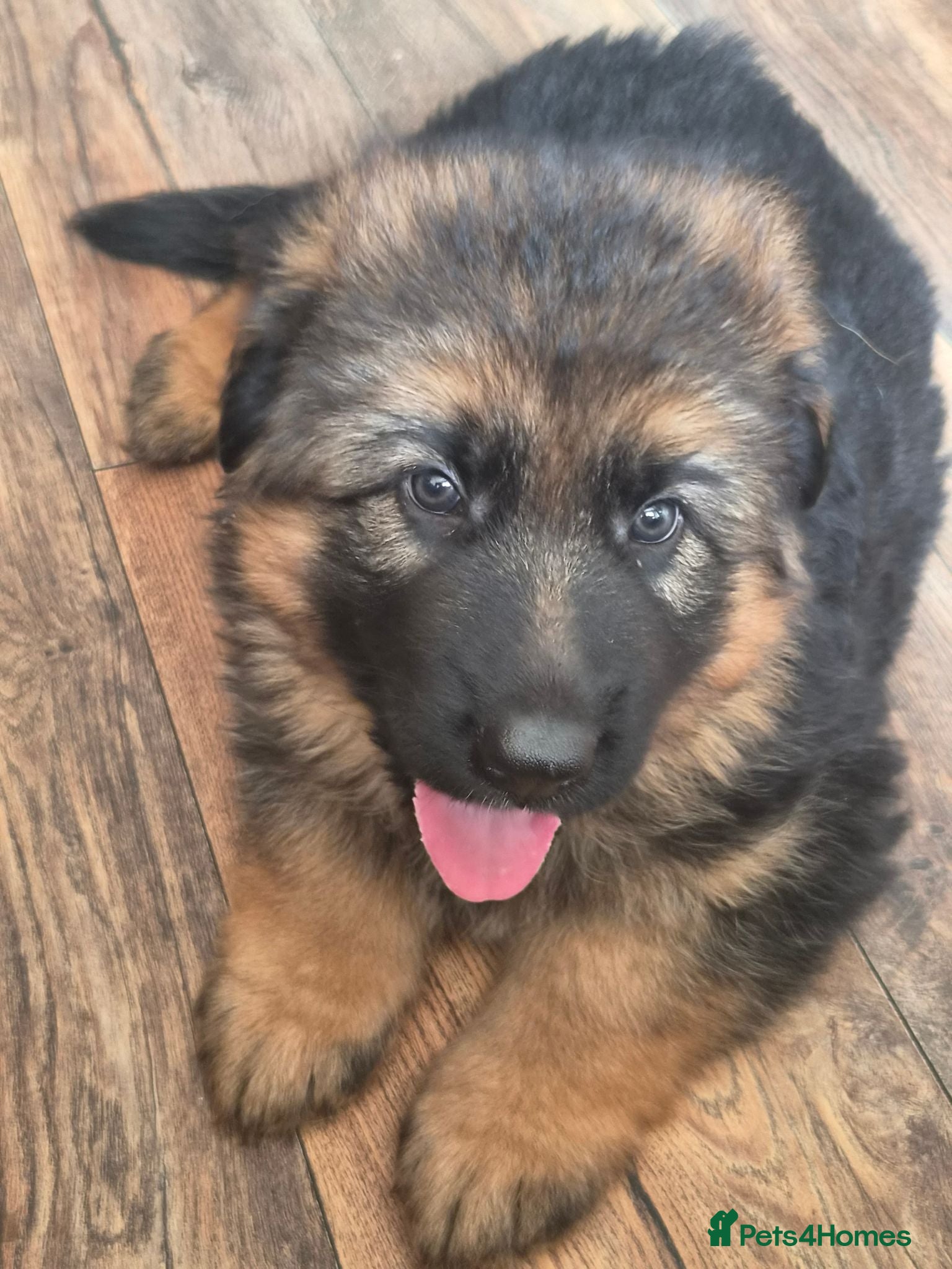 German Shepherd dogs Beautiful German shepherd puppies - Advert 10