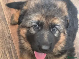German Shepherd dogs Beautiful German shepherd puppies - Advert 10
