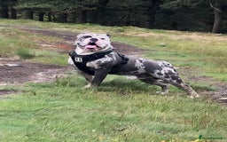 Olde English Bulldogge dogs for stud: BLUE MERLE OEB FOR STUD  in Leeds - Image 4