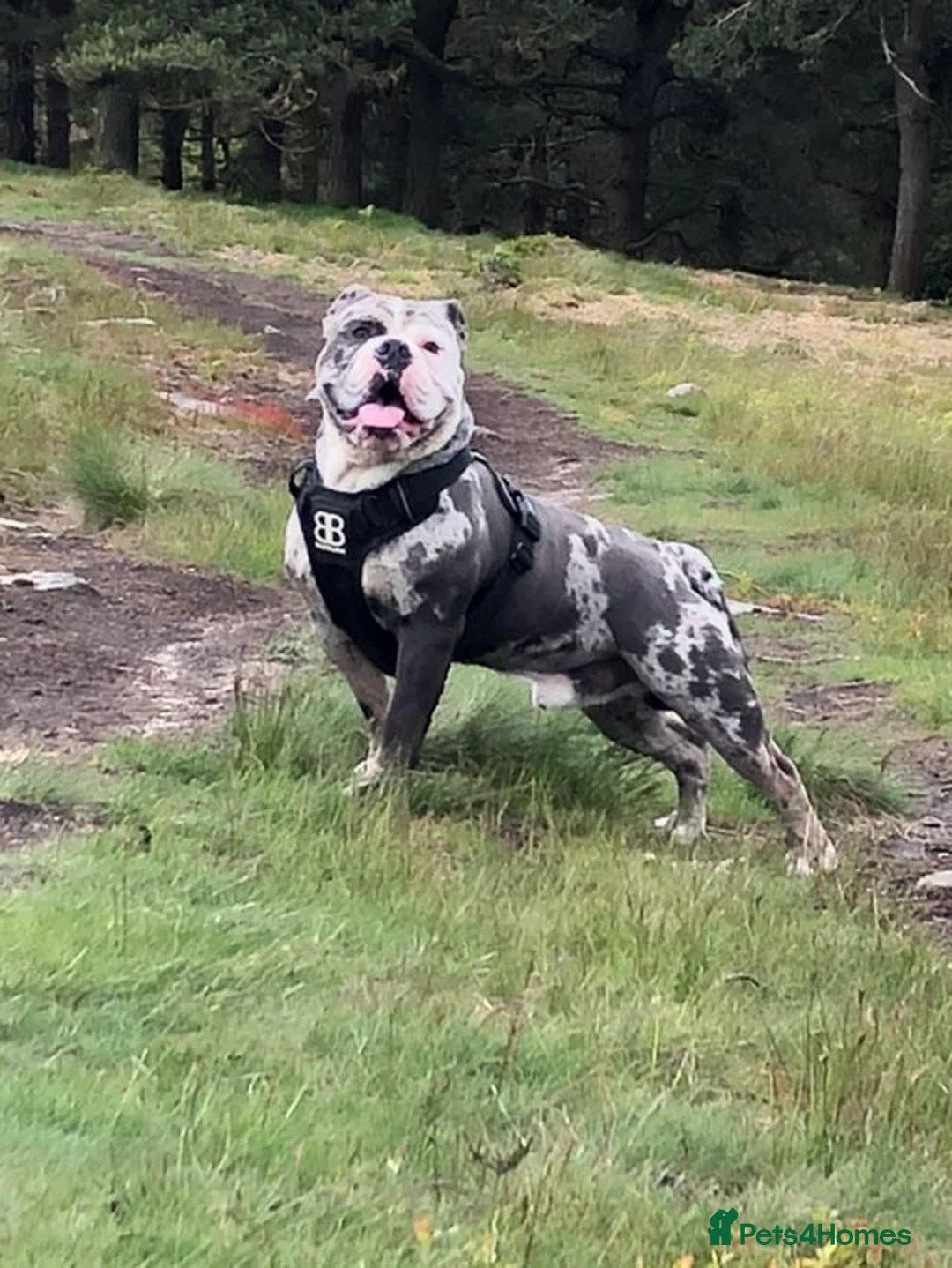 Olde English Bulldogge dogs for stud: BLUE MERLE OEB FOR STUD  in Leeds - Advert 4