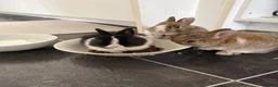 Netherland Dwarf rabbits for sale: Beautiful Netherland Dwarf kits  - Advert 12