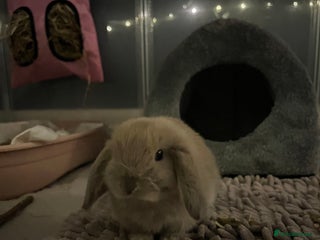 Mini Lop rabbits Mini lop for sale - Advert 1