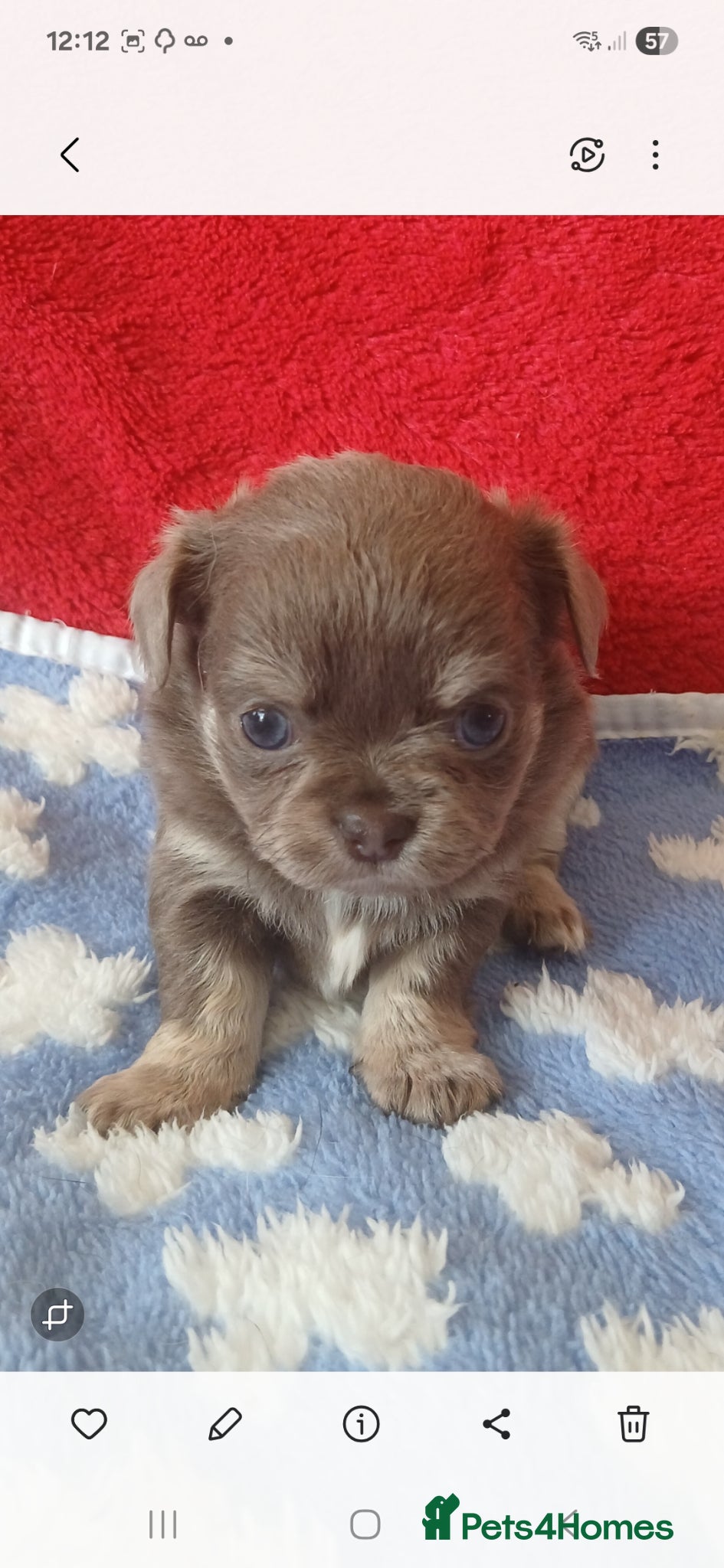 Chihuahua dogs  ❤️KC REG LONG COAT STUNNING PUPPIES❤️ - Advert 2