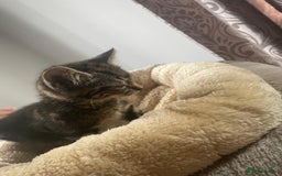 British Shorthair cats for sale: Beautiful British shorthair kittens 90£ for two in West Drayton - Image 8
