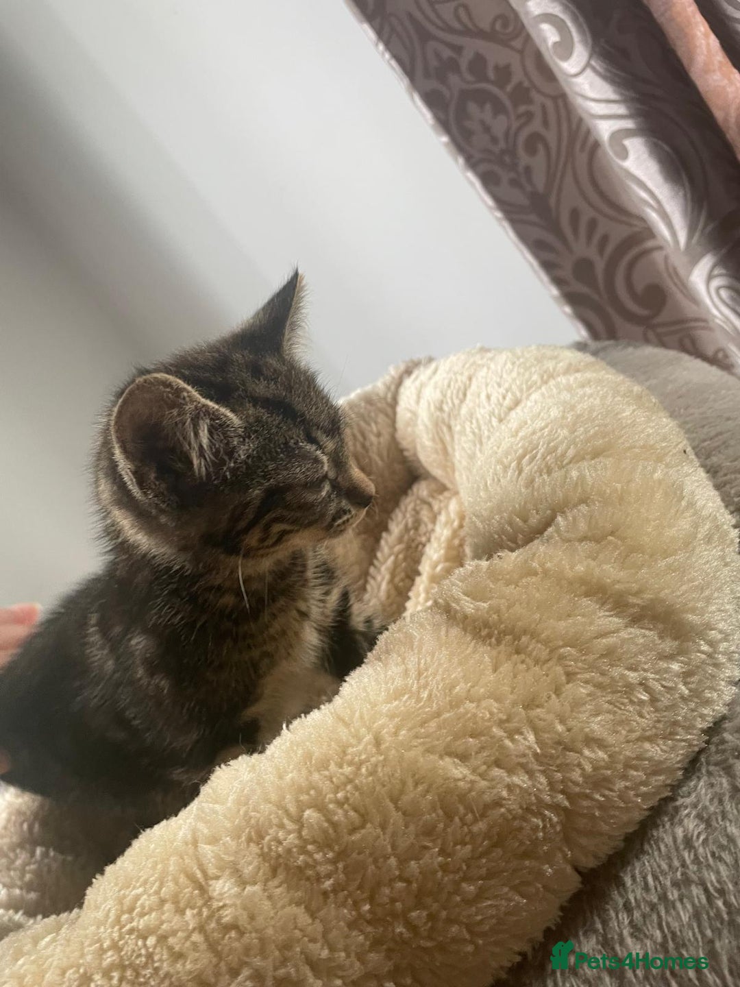 British Shorthair cats for sale: Beautiful British shorthair kittens 90£ for two in West Drayton - Image 8