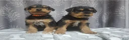 Airedale Terrier dogs for sale: Gorgeous Airedale Litter! - Advert 6