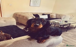 Miniature Dachshund dogs for stud: Stud available Miniature Long-Haired Dachshund  - Image 5