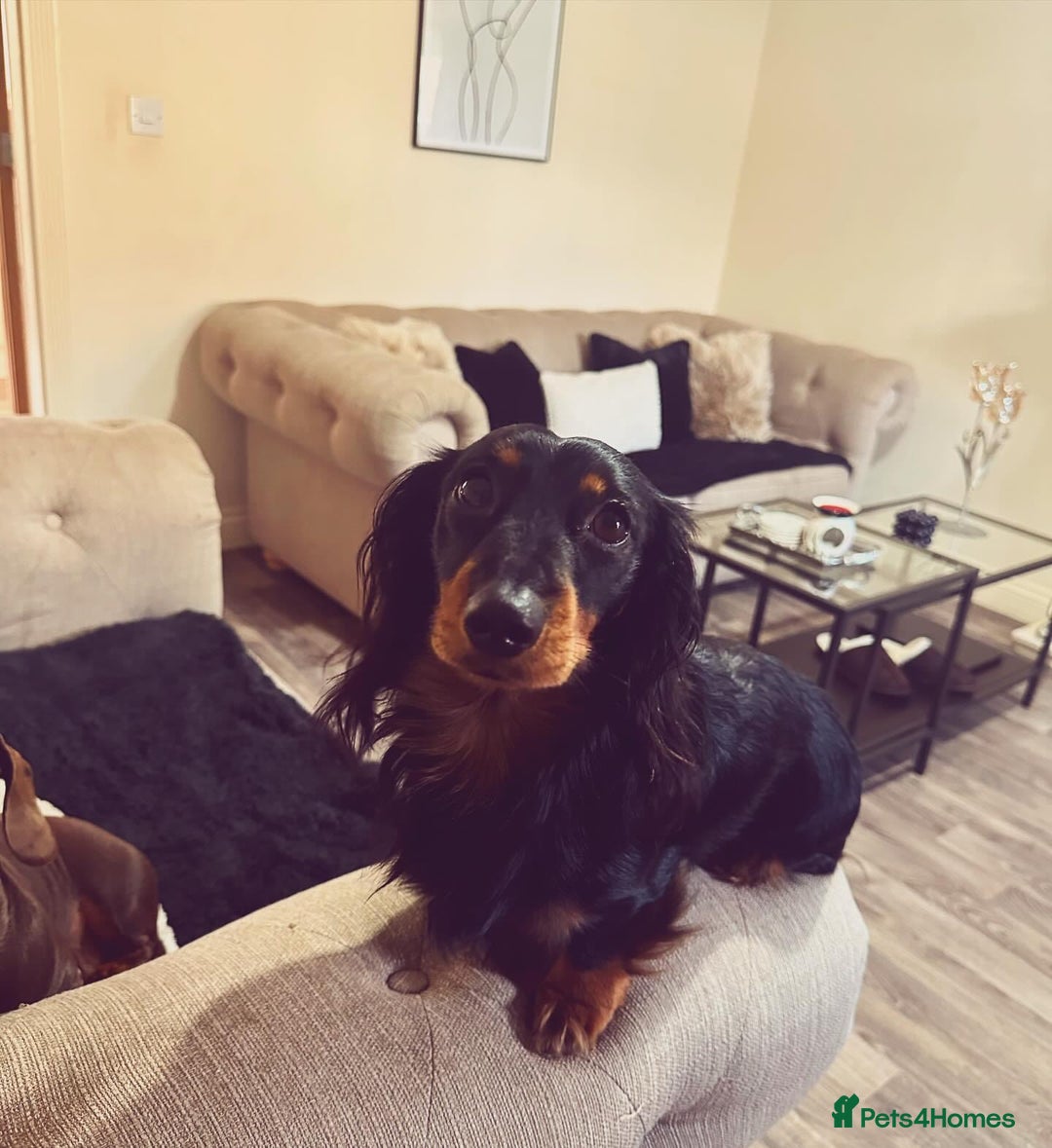 Miniature Dachshund dogs for stud: Stud available Miniature Long-Haired Dachshund  - Image 5