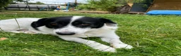 Mixed Breed dogs for adoption: Sweet calm Freya  - Advert 6
