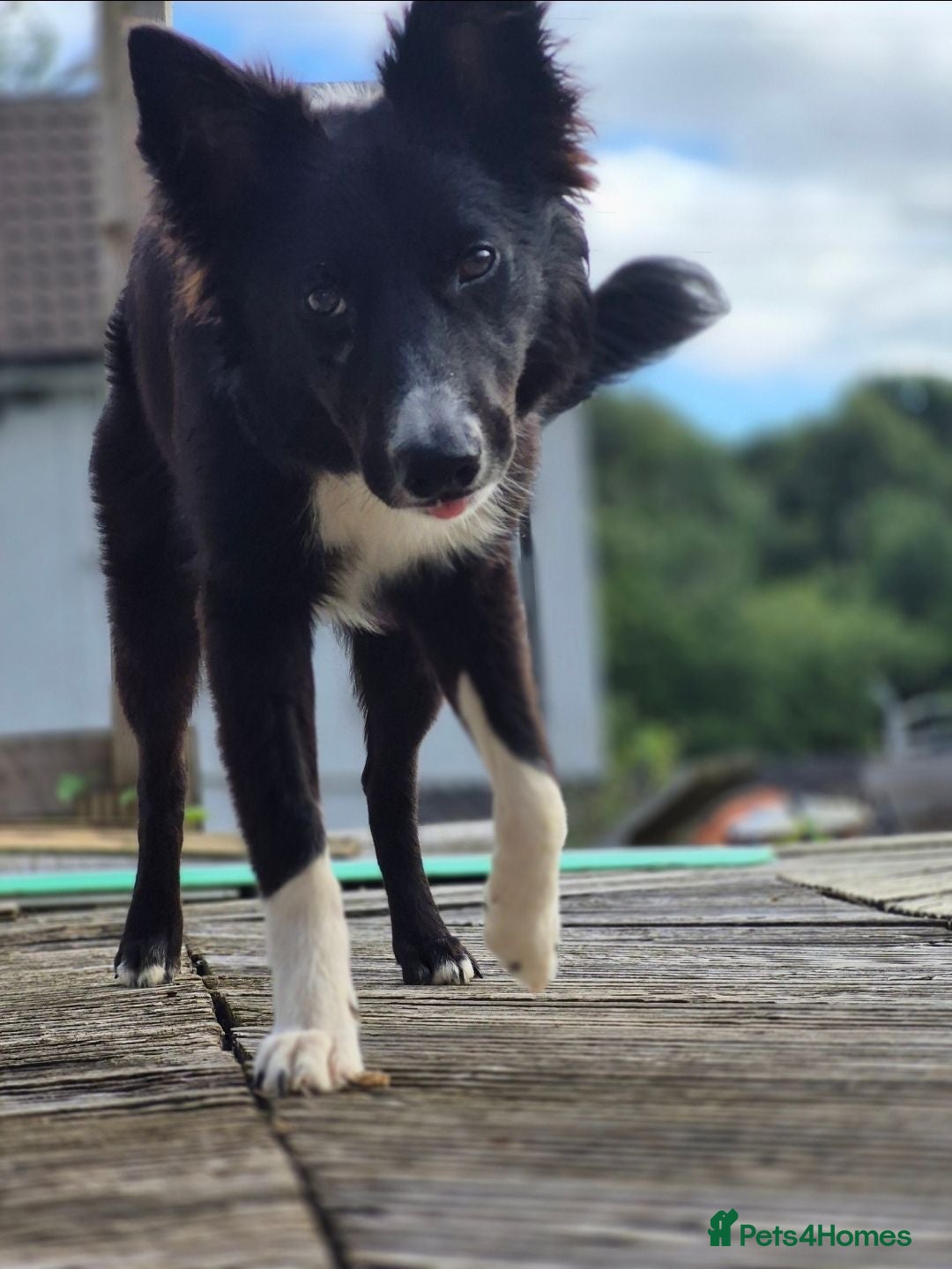 Border Collie dogs Max for rehome - Advert 8