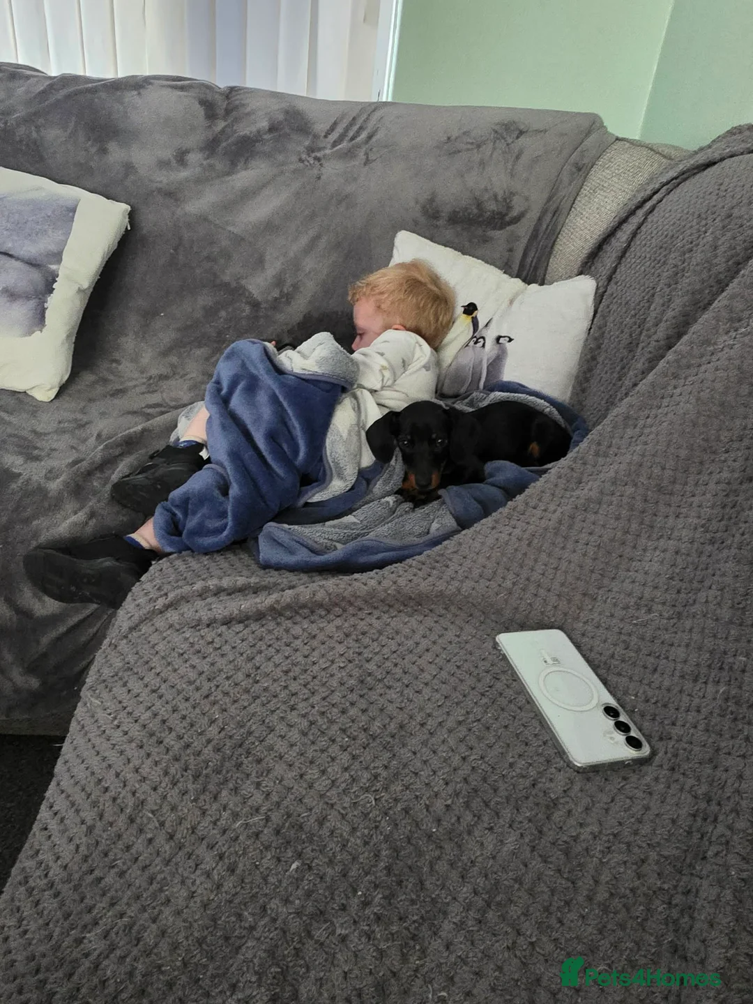 Dachshund dogs for sale: 13 week old boy  in Holywell - Advert 2
