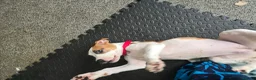 Mixed Breed dogs for sale: Ridgeback/American terrier/ english bulldog mix  in Coventry - Advert 15