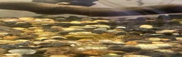 Rainbow Fish fish for sale: mixed breed guppies in Berwick-upon-Tweed - Advert 9