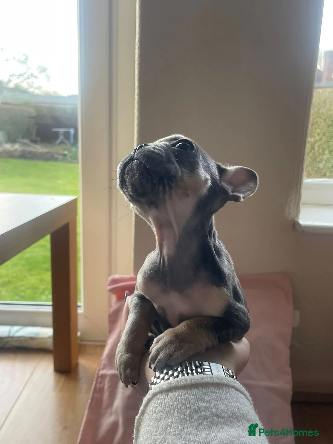 French Bulldog dogs for sale: French Bulldog Puppies - Advert 4