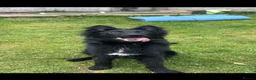 German Shepherd dogs for sale: Black German Shepard 1 year old  in Littleborough - Advert 1