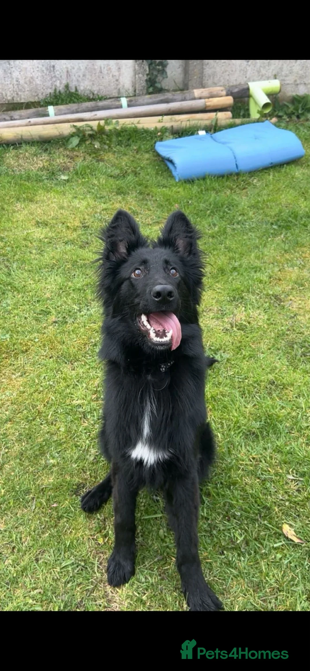German Shepherd dogs for sale: Black German Shepard 1 year old  in Littleborough - Advert 1