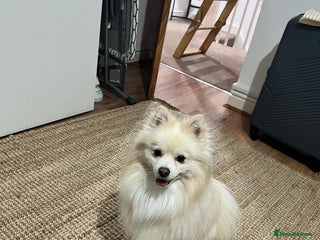 Pomeranian dogs JAX – Valentine’s Day Gentleman” - Advert 2