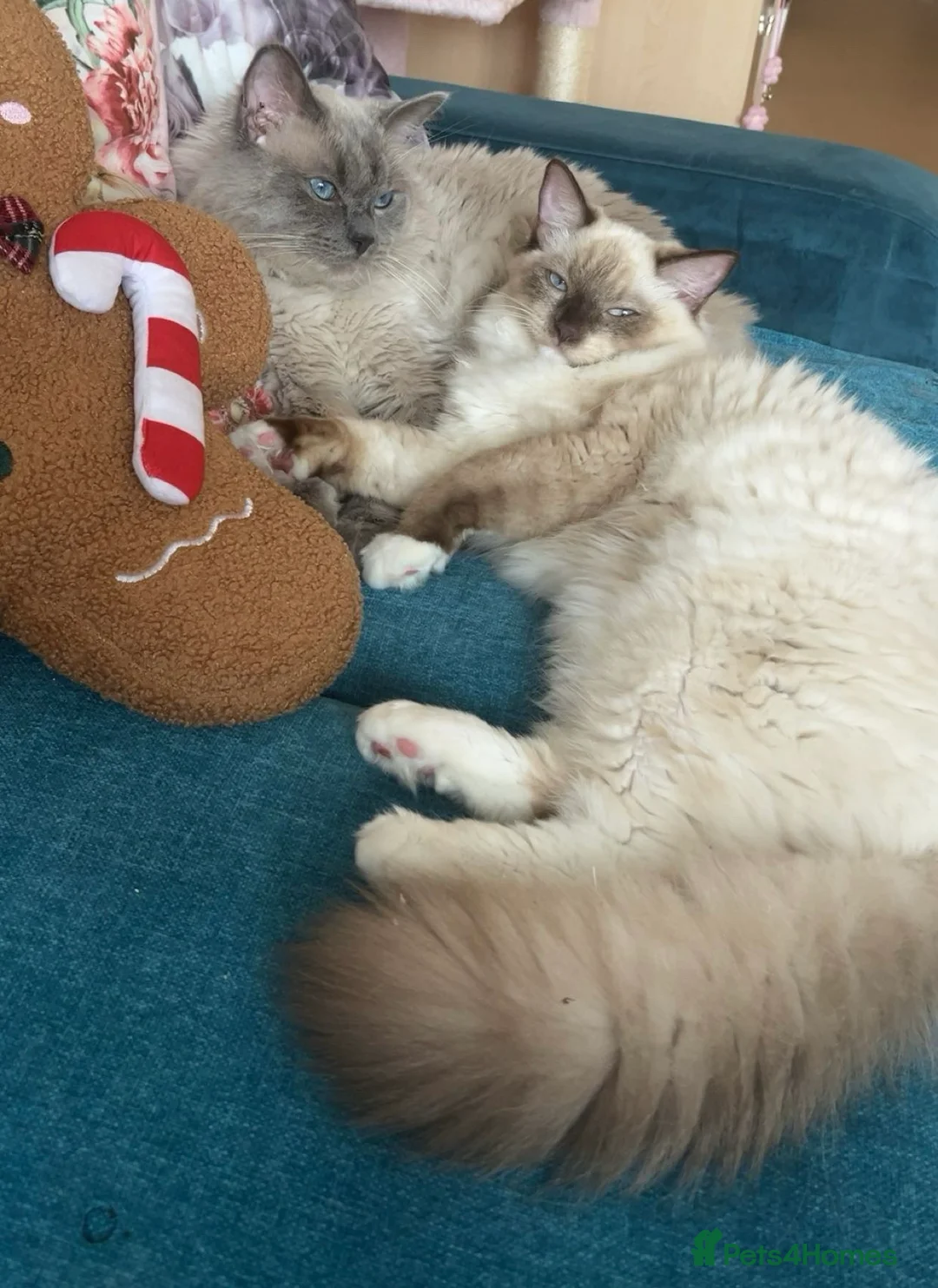 Ragdoll cats for sale: PUREBRED RAGDOLL KITTENS  - Advert 6