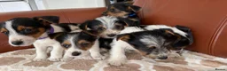 Mixed Breed dogs for sale: Yorkshire terrier X Jack Russell in Harlow - Advert 15