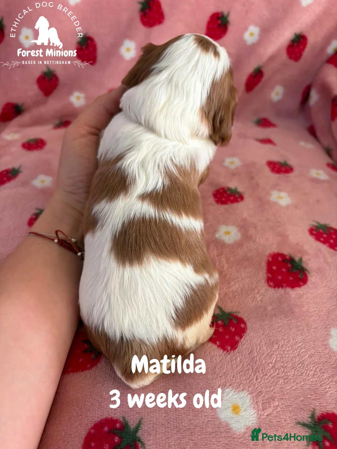 Cavalier King Charles Spaniel dogs for sale: Beautiful KC Cavalier King Charles Spaniel puppies - Advert 12