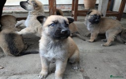 Mixed Breed dogs for sale: Beautiful German shepherd cross mali  - Image 6