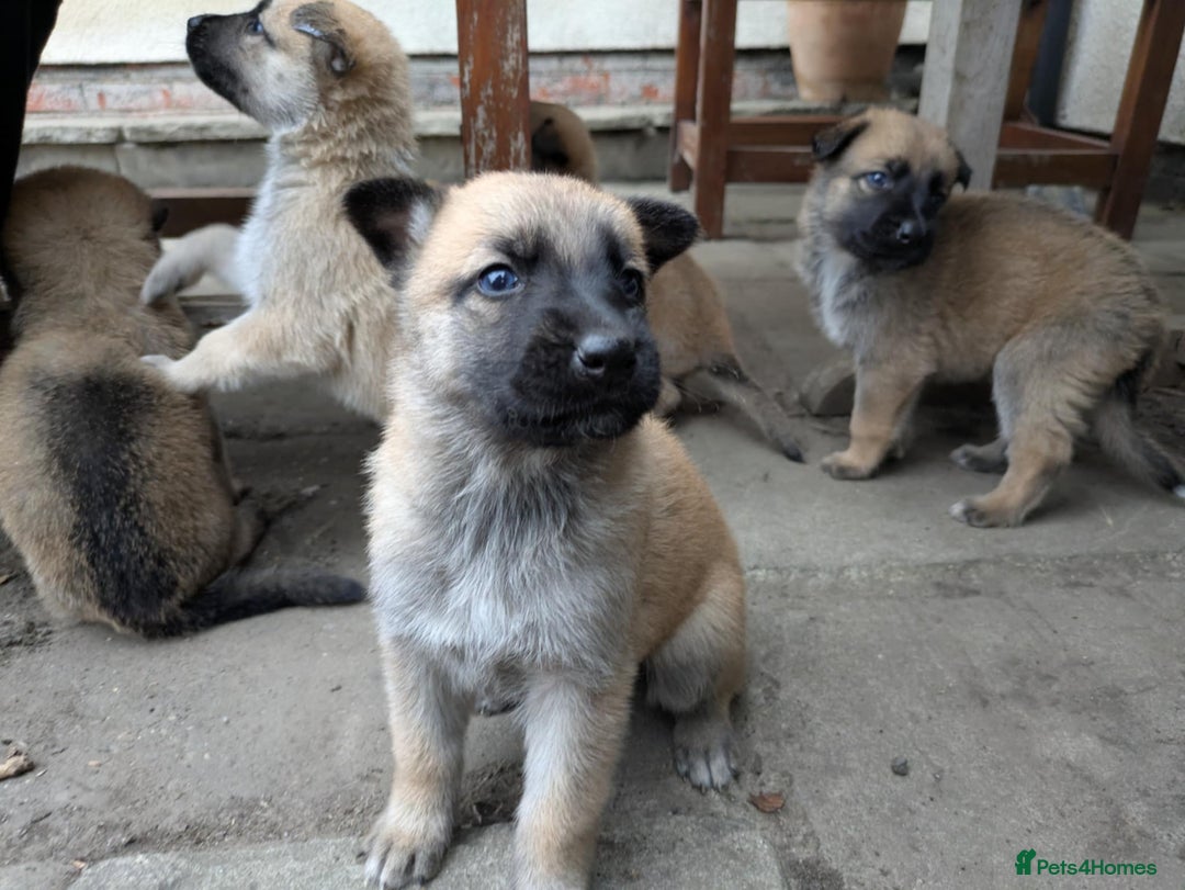 Mixed Breed dogs for sale: Beautiful German shepherd cross mali  - Image 6