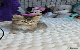 British Shorthair cats for sale: Beautiful Babies Available Ready To Leave - Image 4