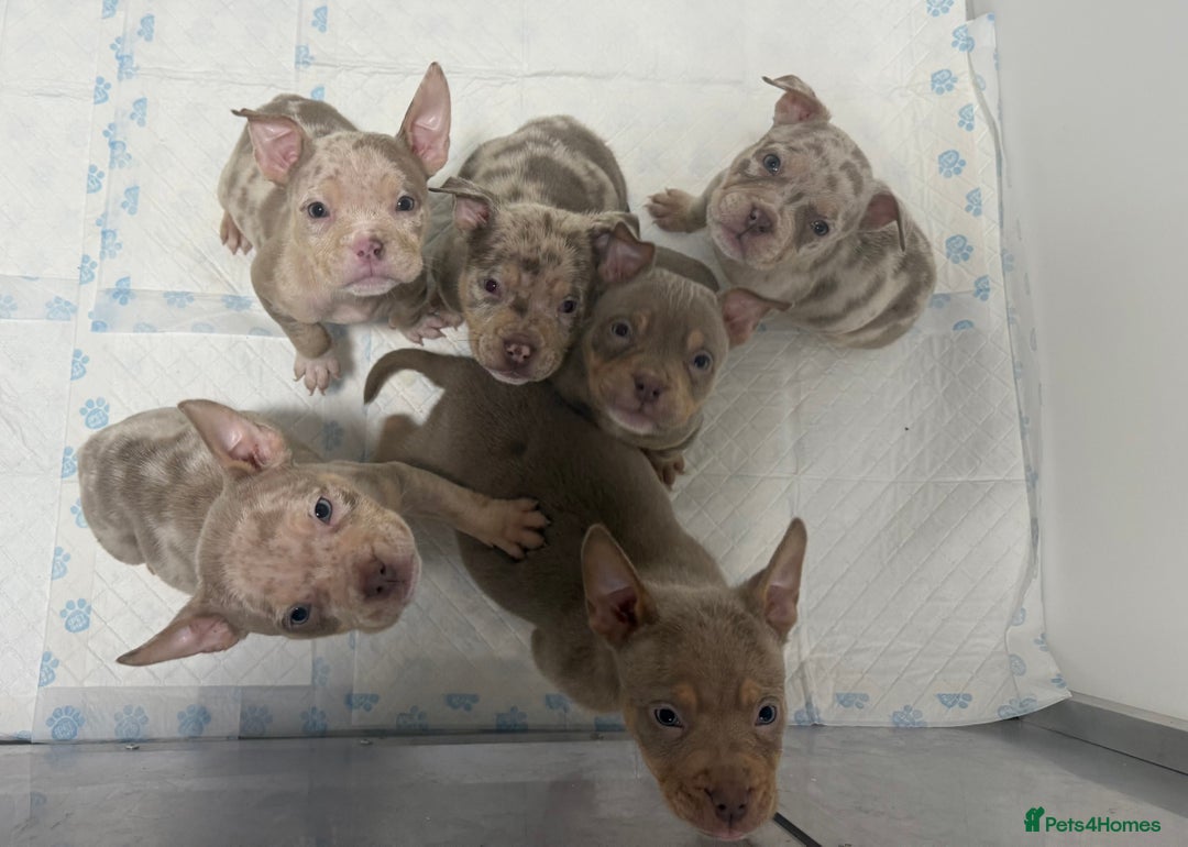 American Bully dogs for sale: Pocket bully puppies - last female left - Advert 7