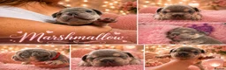 French Bulldog dogs for sale: RKC French bulldog puppy’s health tested parents  - Advert 6