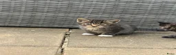 Mixed Breed cats for sale: Domestic Tabby babies  in Daventry - Advert 8