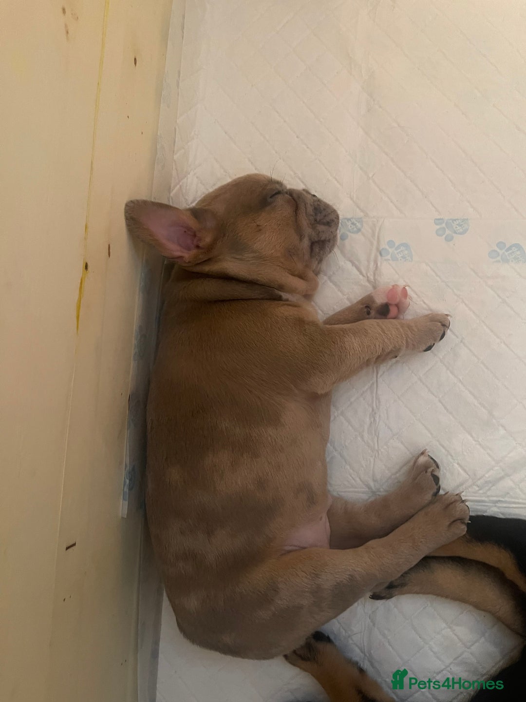 Mixed Breed dogs for sale: French pomerdogs  - Image 20