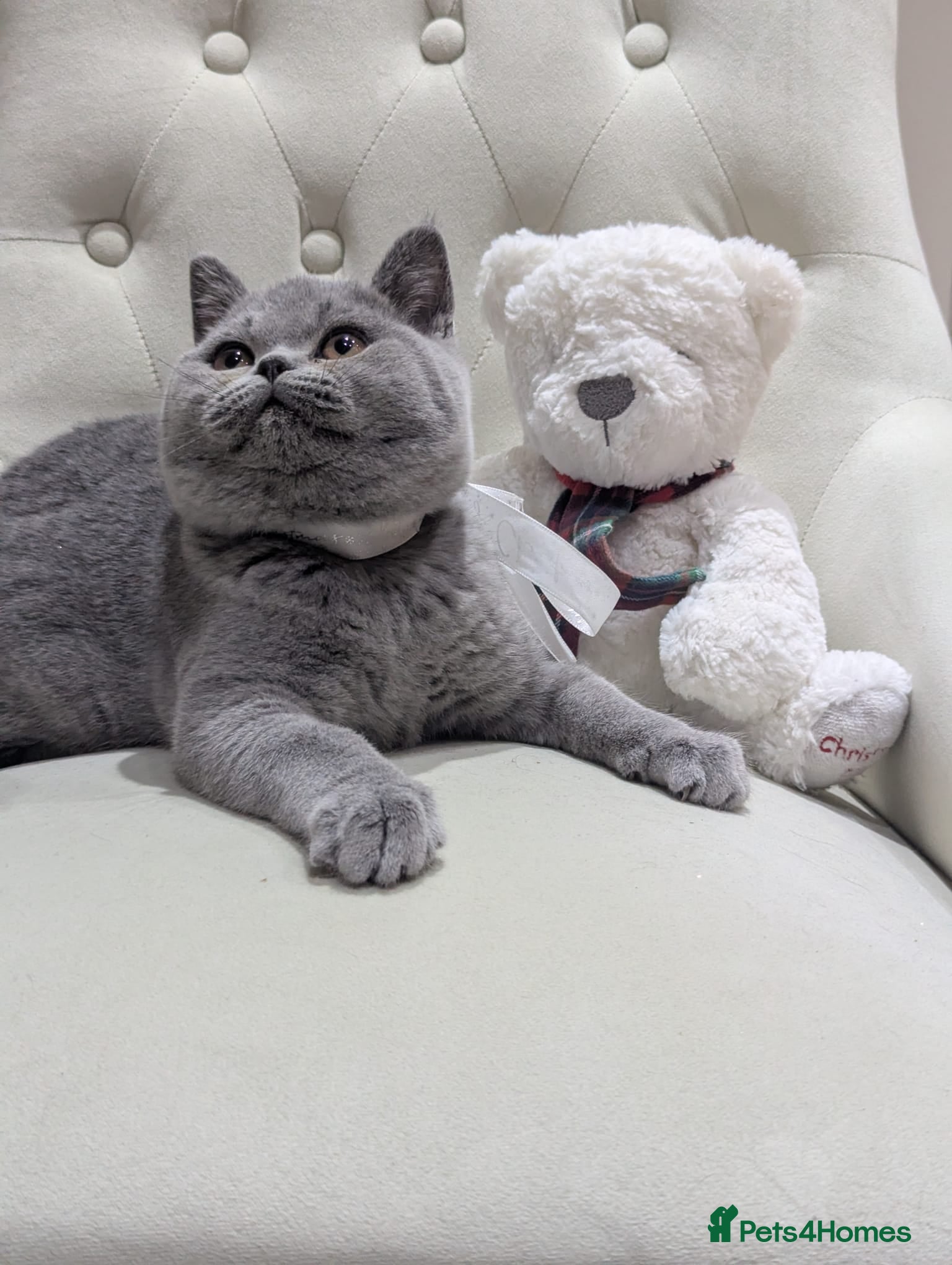 British Shorthair cats Ready Now British shorthair 3 females - Advert 3