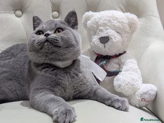 British Shorthair cats Ready Now British shorthair 2 females - Advert 11