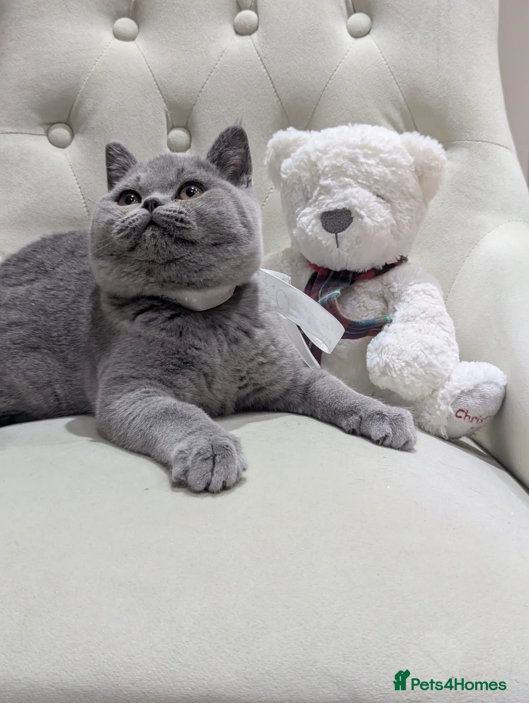 British Shorthair cats for sale: Ready Now British shorthair 2 females - Advert 1