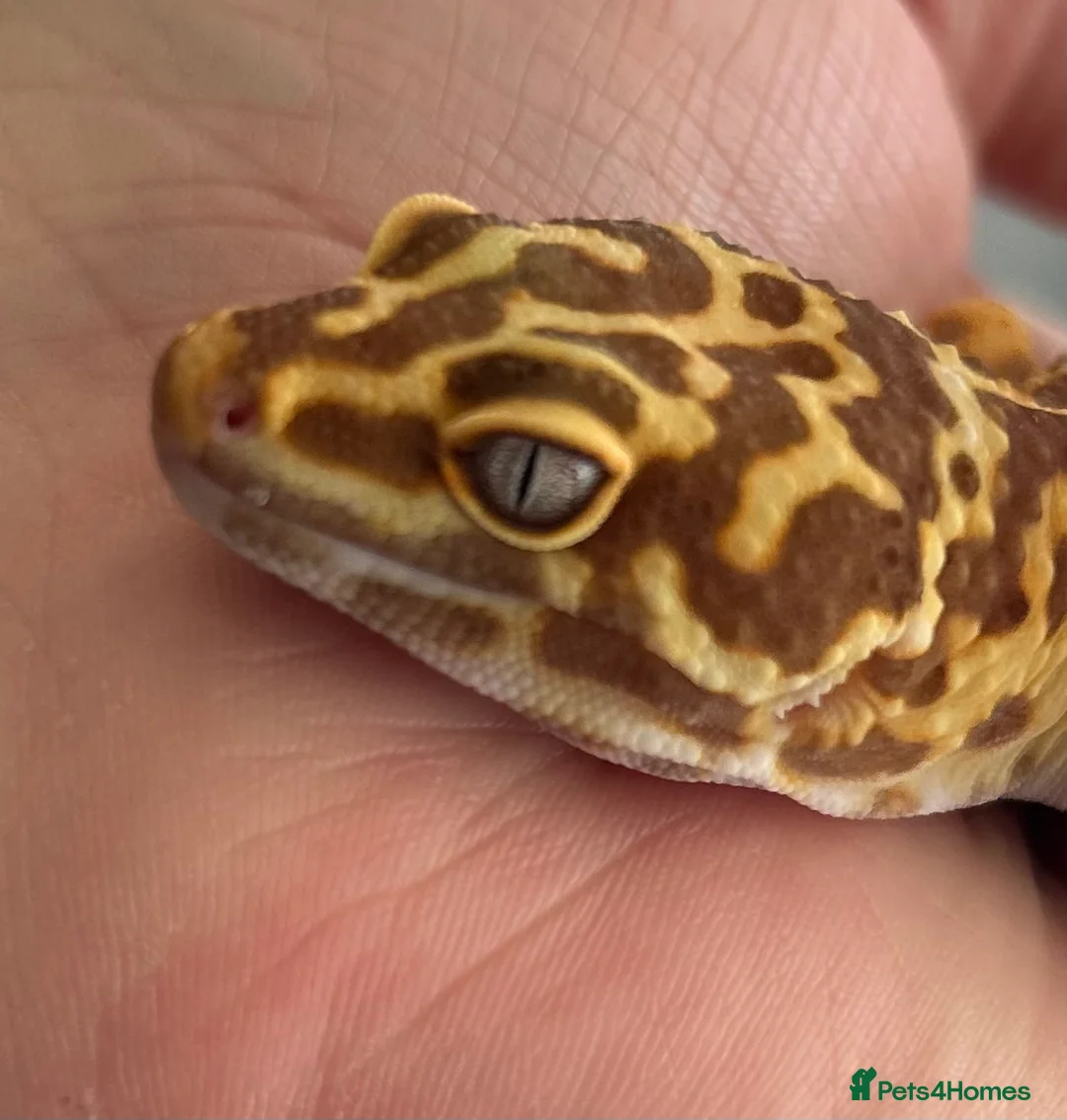 Leopard Gecko reptiles for sale: Leopard Gecko Group in Chelmsford - Advert 7