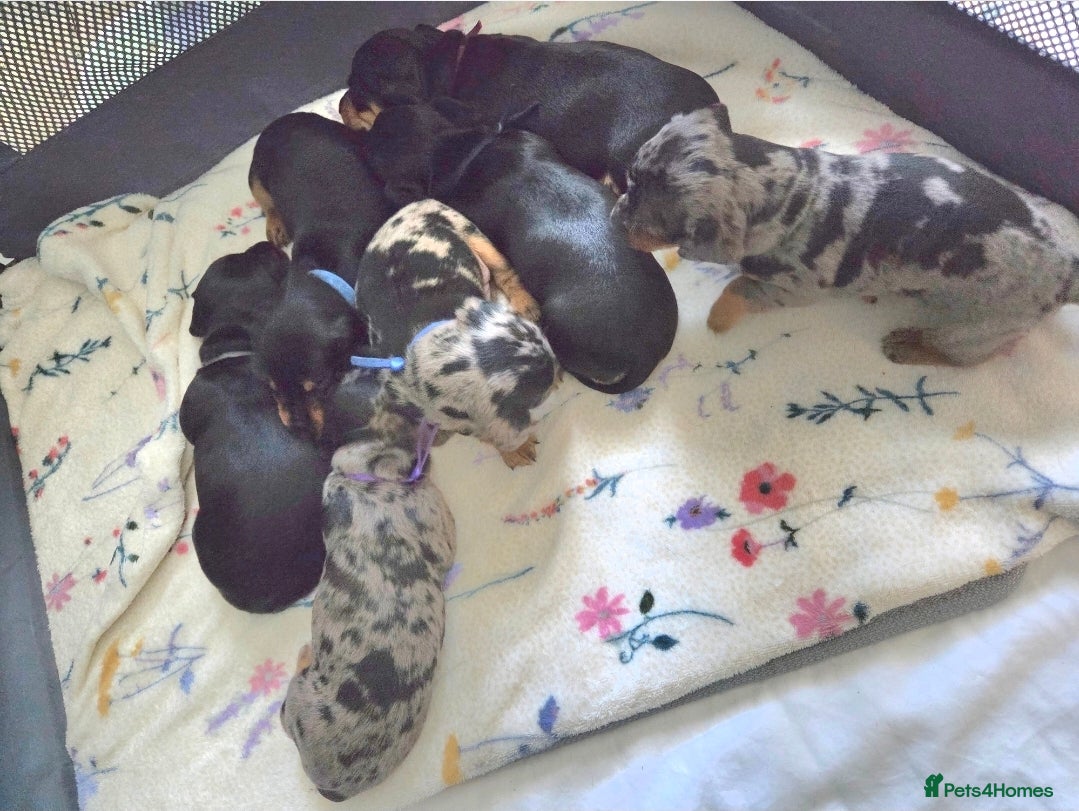 Dachshund dogs ❤️ 5 Little Sausages ❤️ - Advert 9