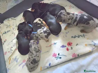 Dachshund dogs ❤️ 5 Little Sausages ❤️ - Advert 9