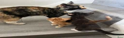 Mixed Breed cats for sale: 3 kittens for sale ready for new home  - Advert 3
