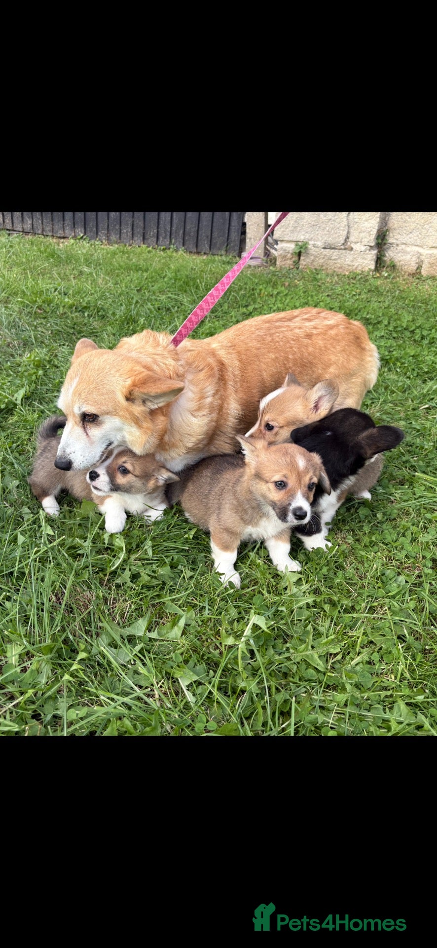 Welsh Corgi Pembroke dogs for sale: Beautiful Pembrokeshire welsh corgis for sale !! - Advert 1