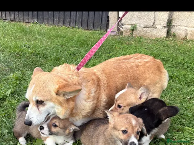 Welsh Corgi Pembroke dogs for sale: Beautiful Pembrokeshire welsh corgis for sale !! - Advert 1