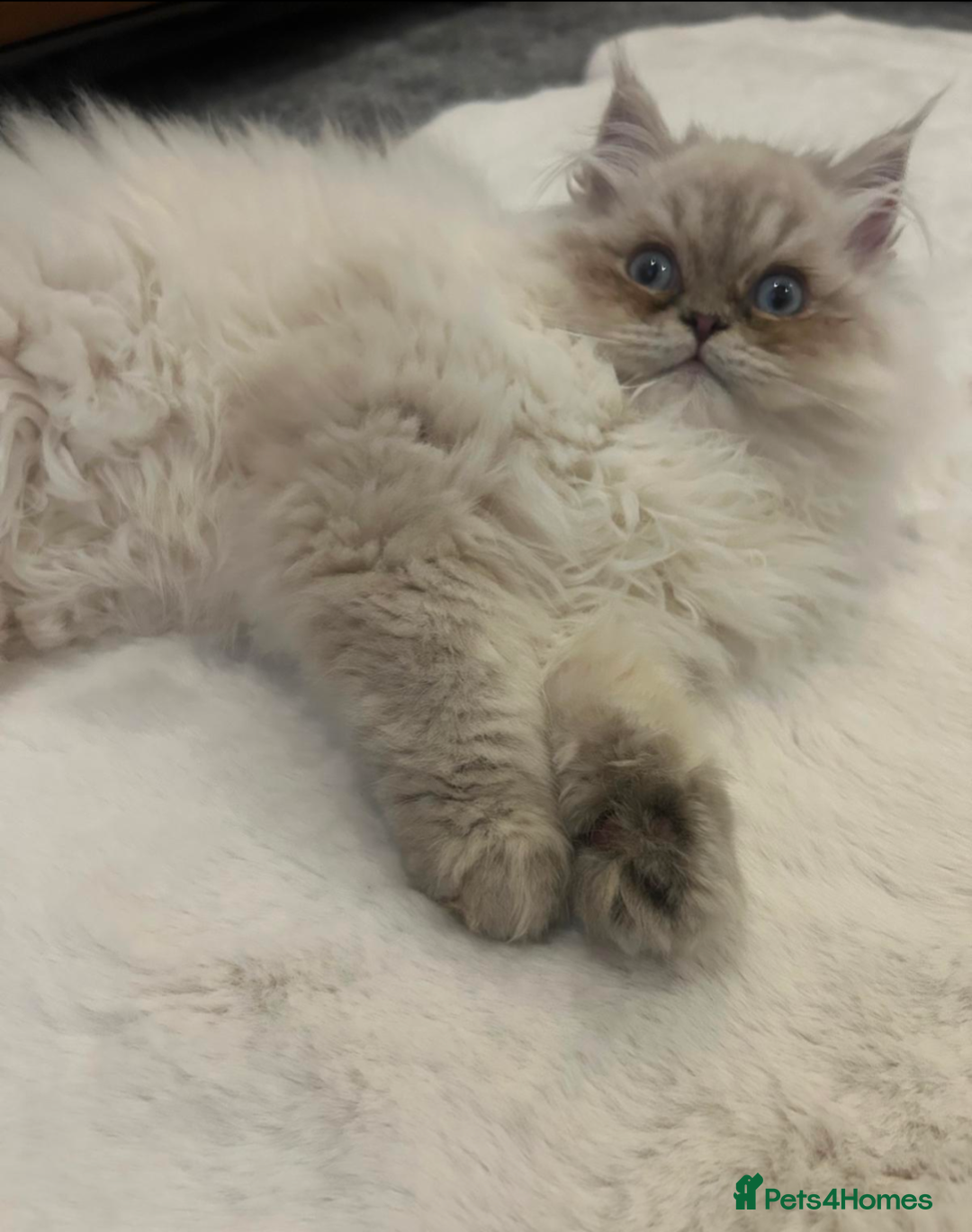 Ragdoll cats for sale: Blue bicolour point perdoll kitten for sale - Advert 2