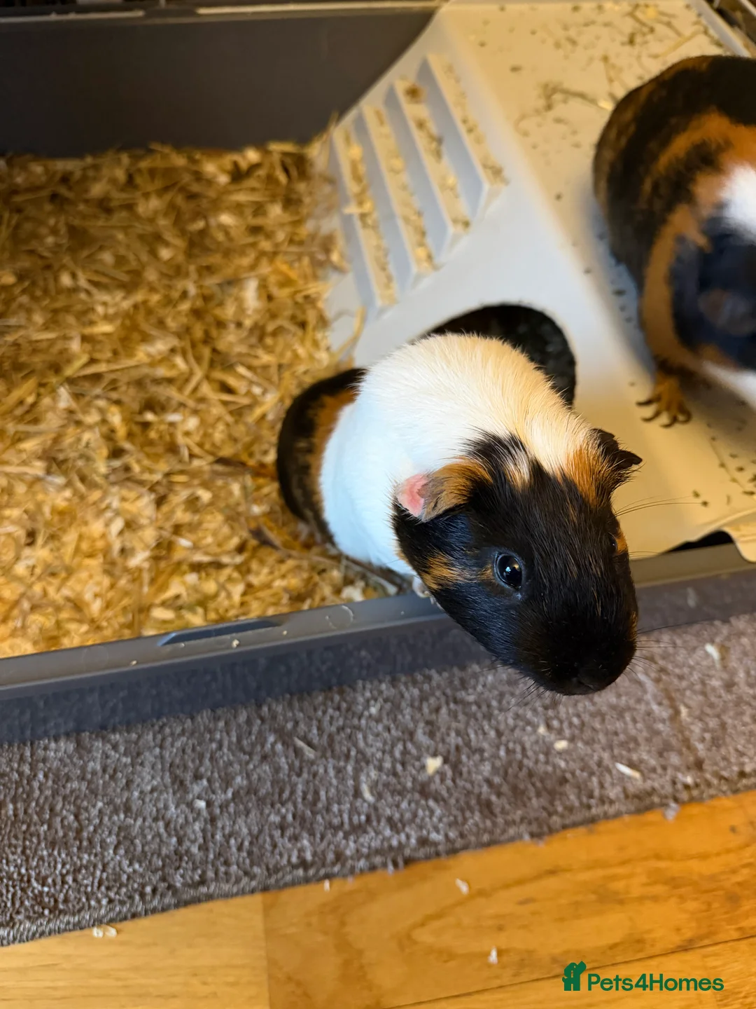 Guinea Pig rodents for sale: Guinea pigs  - Advert 2