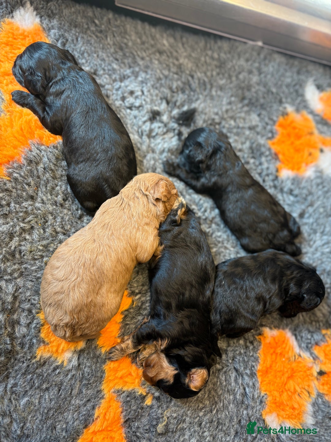 Cavapoo dogs for sale: Teddy Bear Cavapoo’s Ready 25th November  - Image 4