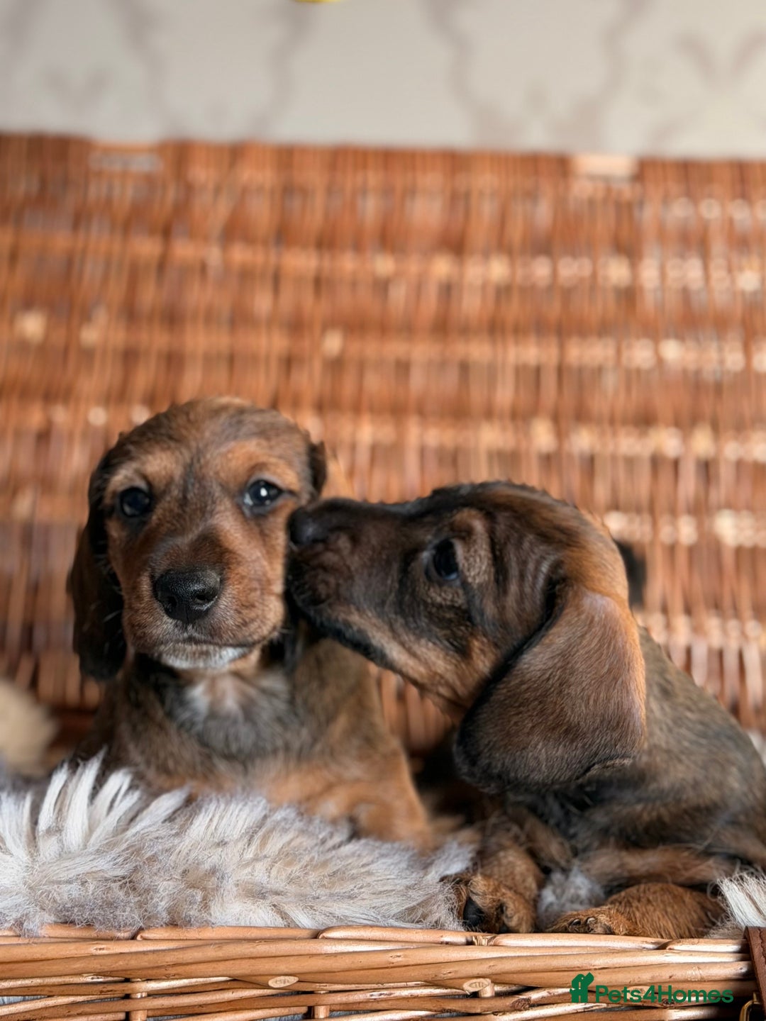 Miniature Dachshund dogs for sale: Miniature Wire haired Dachshund  - Advert 5