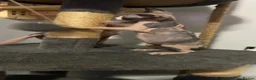Sphynx cats for sale: Kittens are looking for new homes. - Advert 15