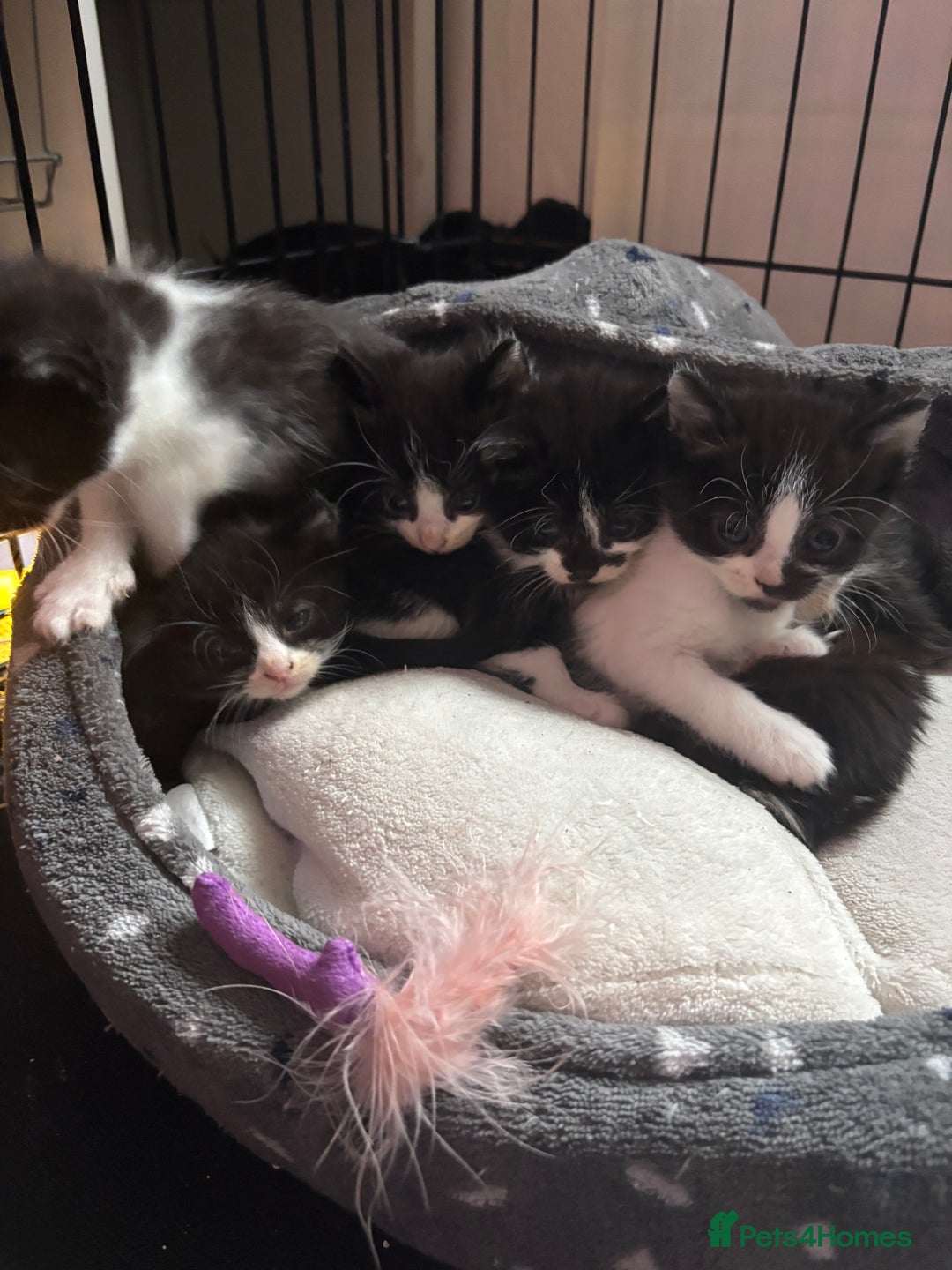 Mixed Breed cats for sale: Beautiful friendly litter of 6 tuxedo kittens - Advert 9