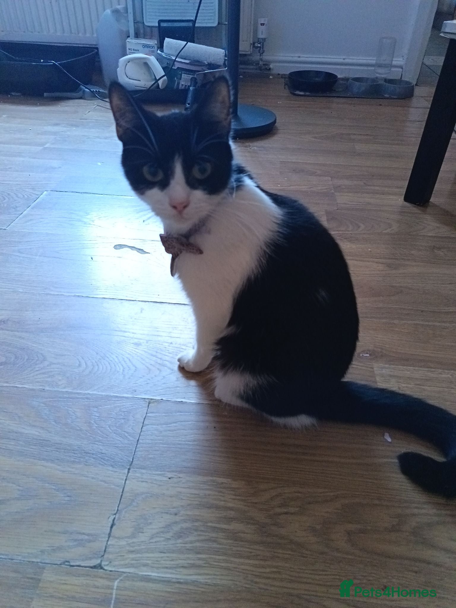Mixed Breed cats Mainecoon Mix  - Advert 3