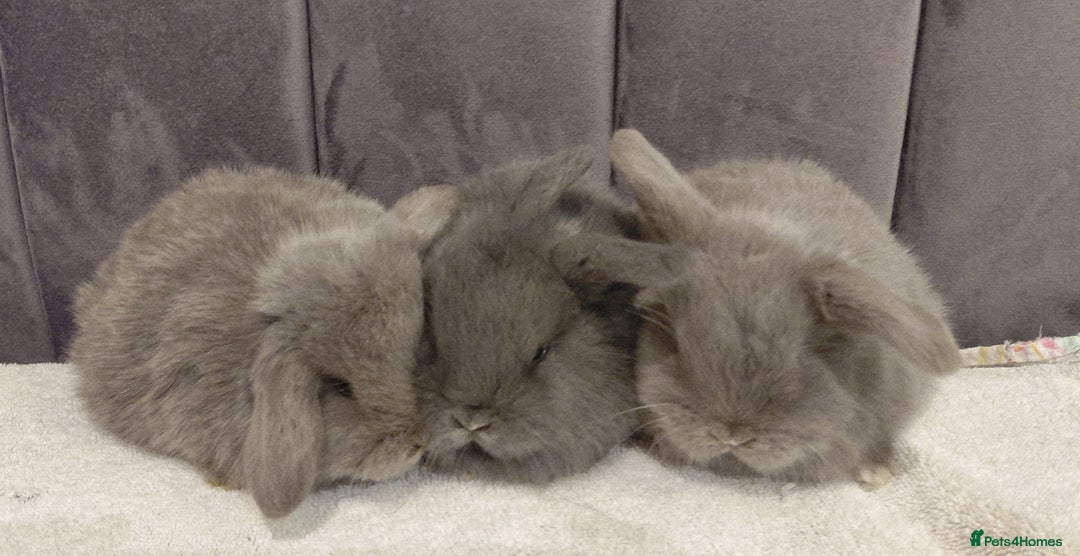 Mini Lop rabbits for sale: Gorgeous Mini Lop Babies for sale - Advert 3