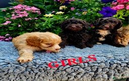 Cockapoo dogs for sale: Top quality F1 health tested cockapoos  - Image 11